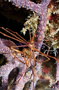 Stenorhynchus debilis Araignee de Panama-La Paz San Rafaelito-7m-20181030nuit-Denis-ADER-DSC_1416_tn
